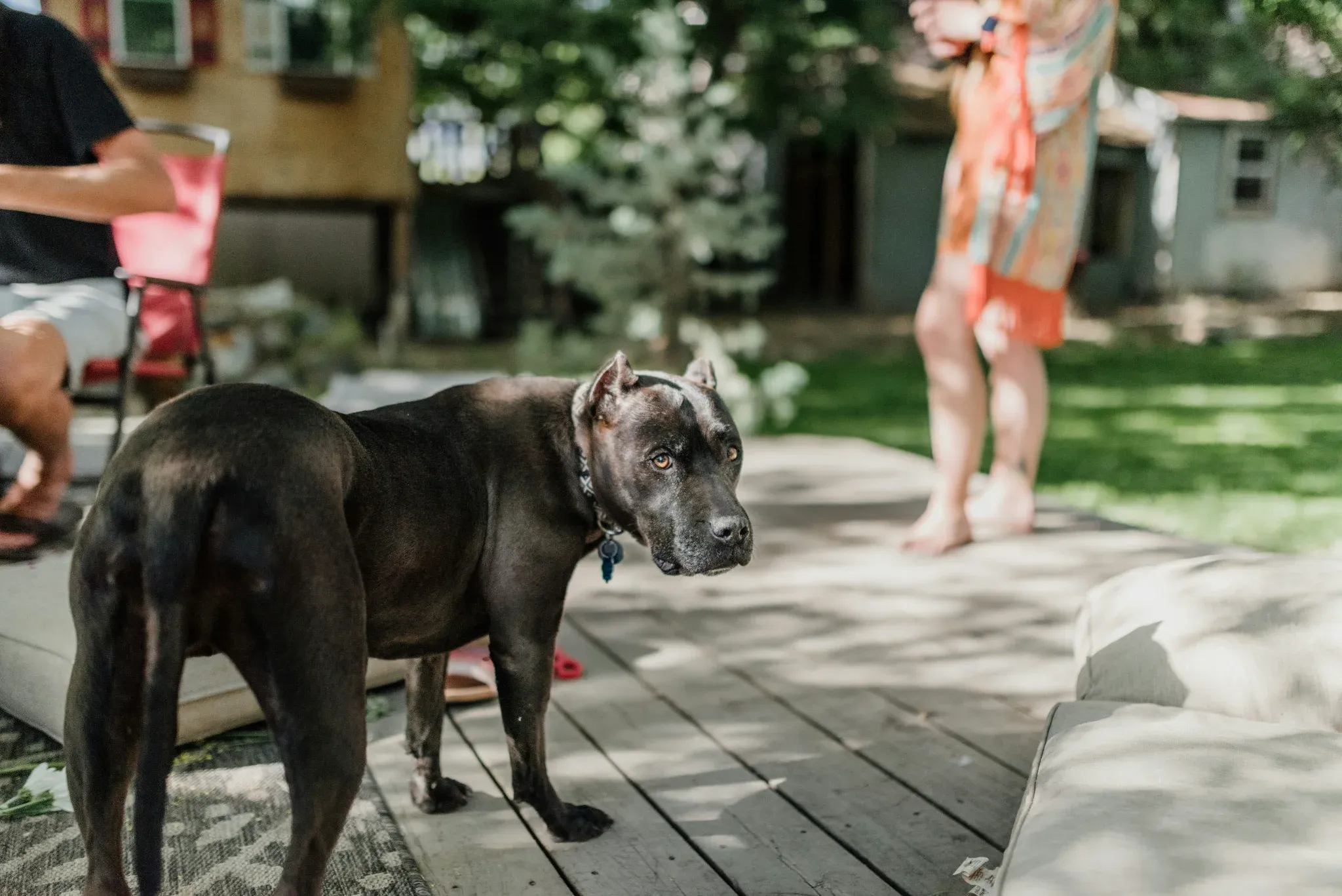 Common Injuries From Dog Bites