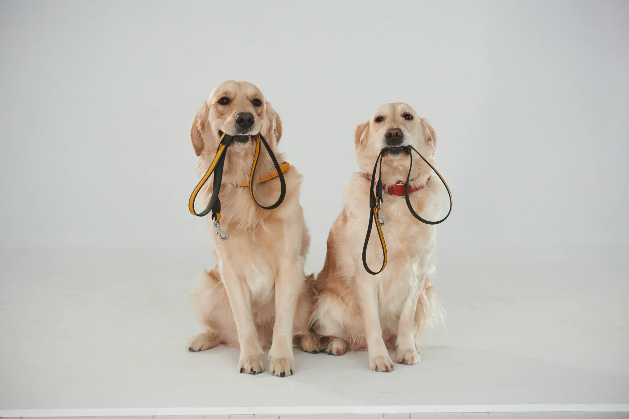 “The Dog Was Always Friendly” — And Why That Doesn’t End the Case